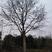 朴树，独本丛生20—160公分大朴树，原生，假植苗场直销