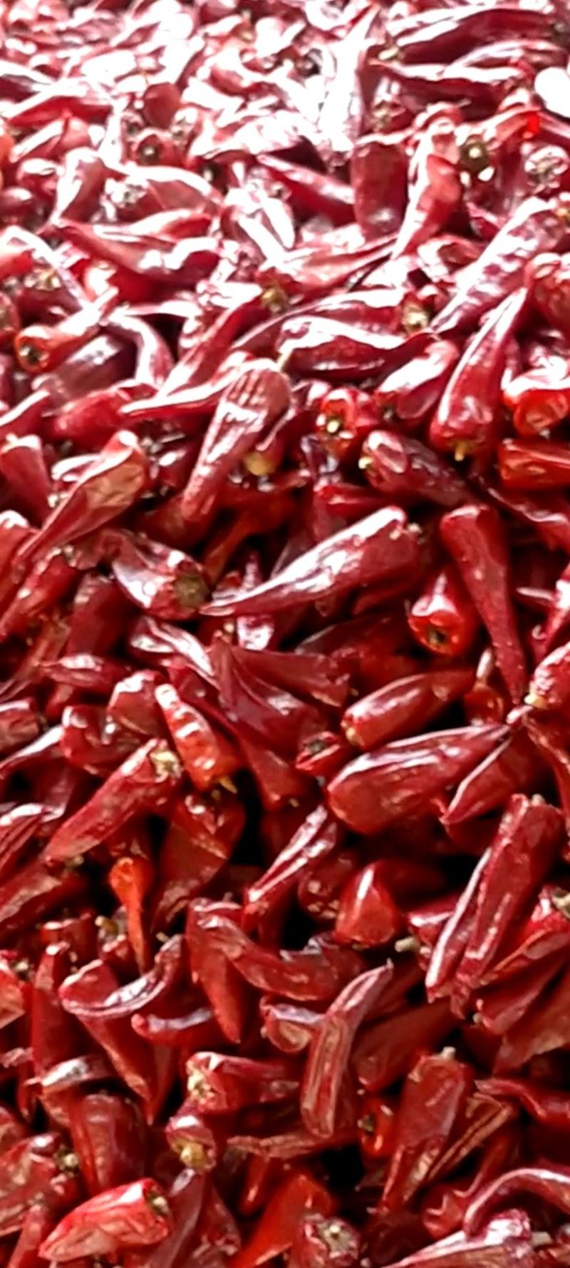 干辣椒大量供应山西应县剪把北京红，六寸红，个大，颜色好