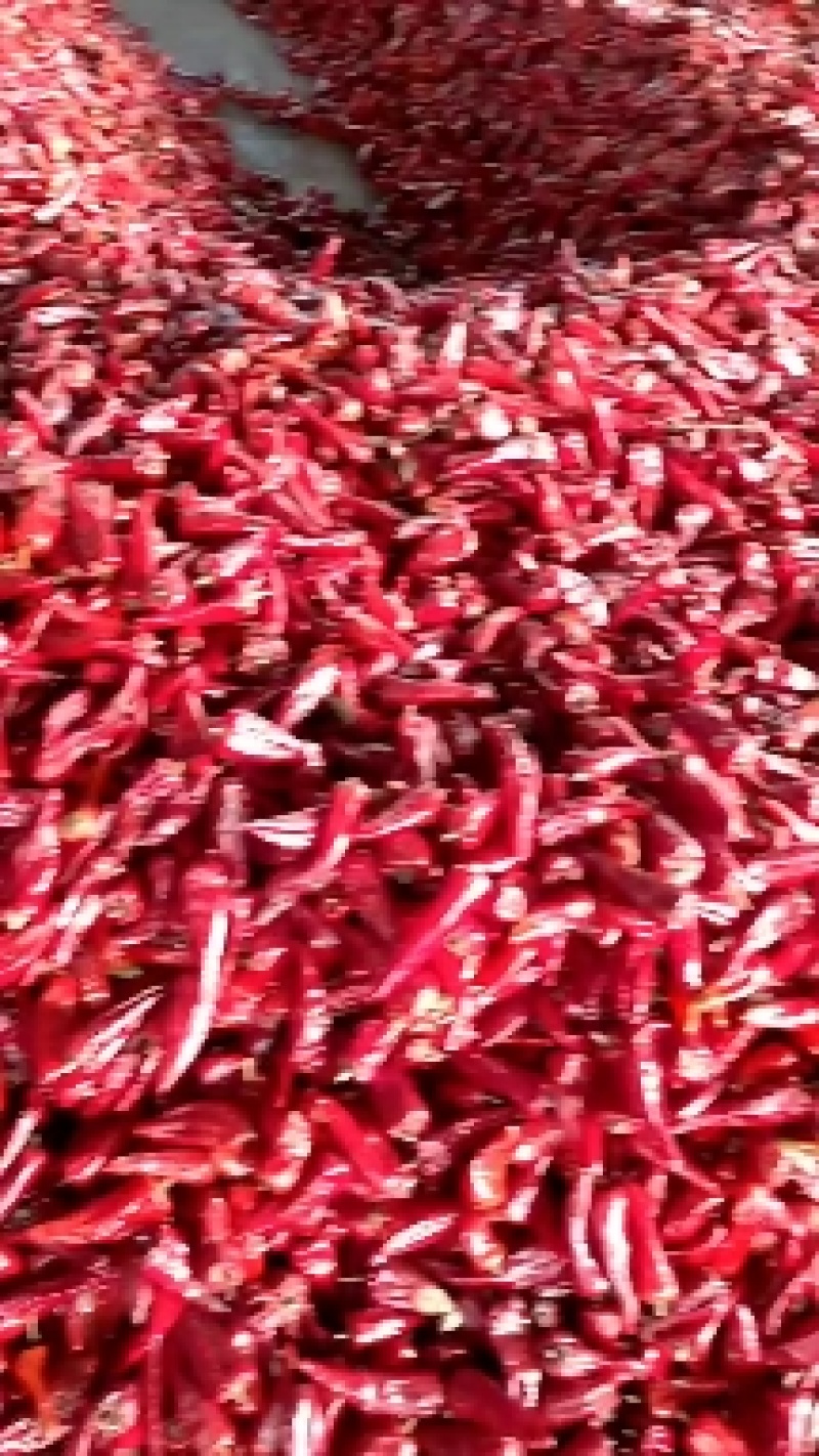 干辣椒大量供应山西应县剪把北京红，六寸红，个大，颜色好