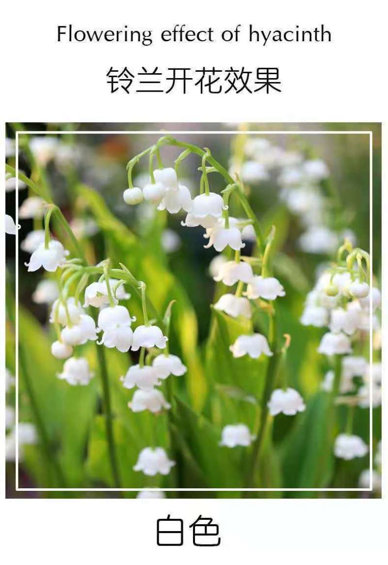 新品雪片莲种球根进口耐寒雪滴花多年生耐寒当年开花盆栽庭院