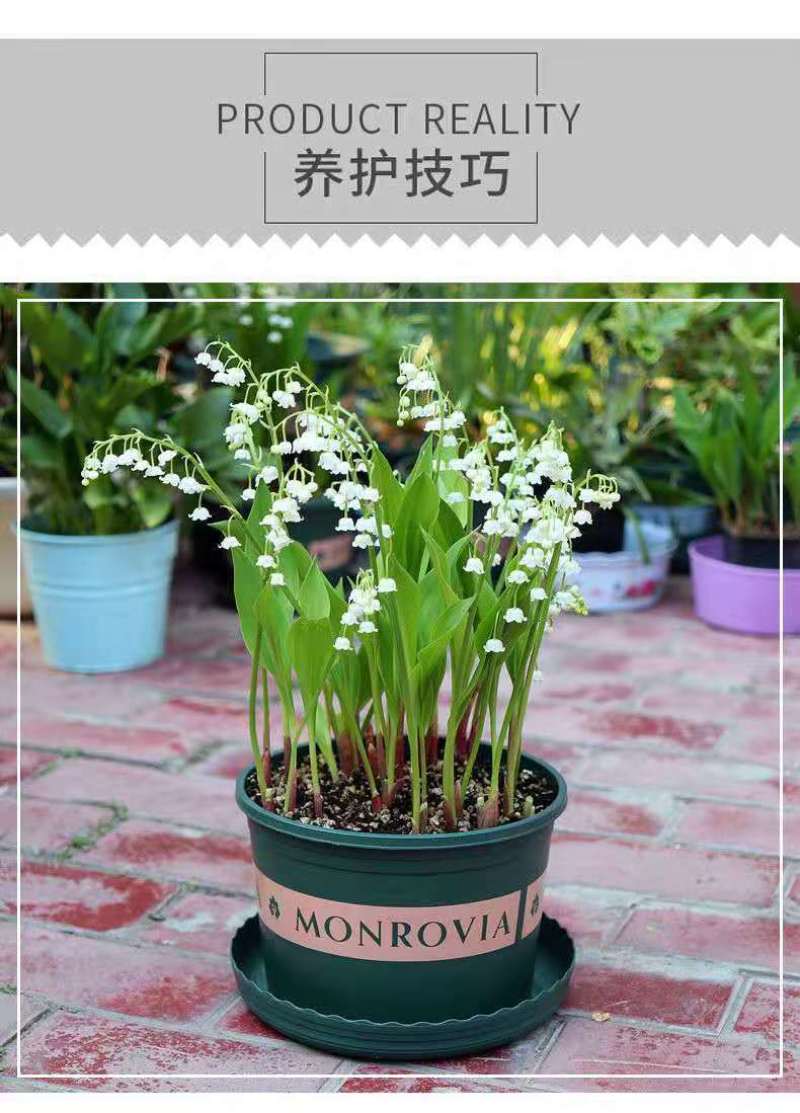 新品雪片莲种球根进口耐寒雪滴花多年生耐寒当年开花盆栽庭院