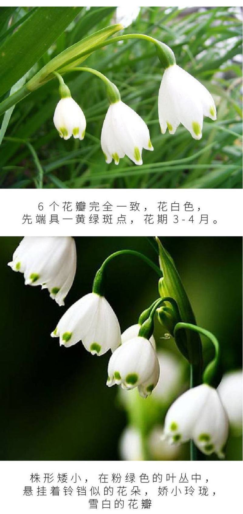 新品雪片莲种球根进口耐寒雪滴花多年生耐寒当年开花盆栽庭院