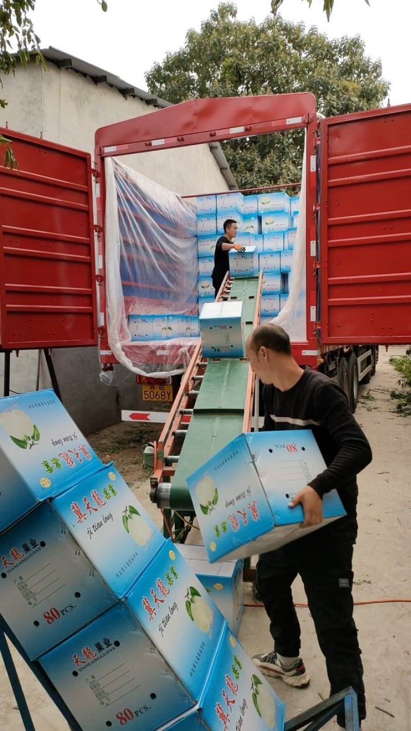 梨水晶丫梨鸭梨精选一级鸭梨纸袋河北赵县鸭梨