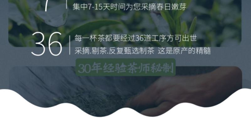 绿茶雀舌2023新茶贵州湄潭翠芽嫩芽毛尖特级浓香型散袋装