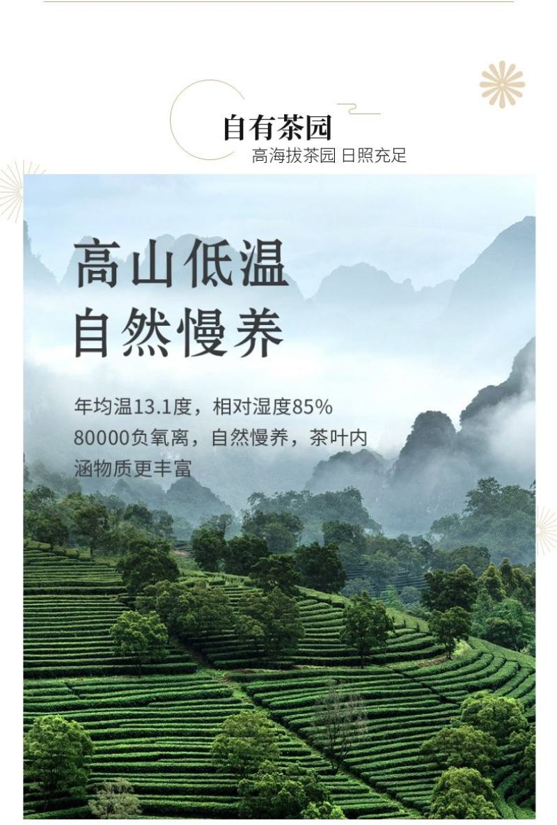 绿茶雀舌2023新茶贵州湄潭翠芽嫩芽毛尖特级浓香型散袋装