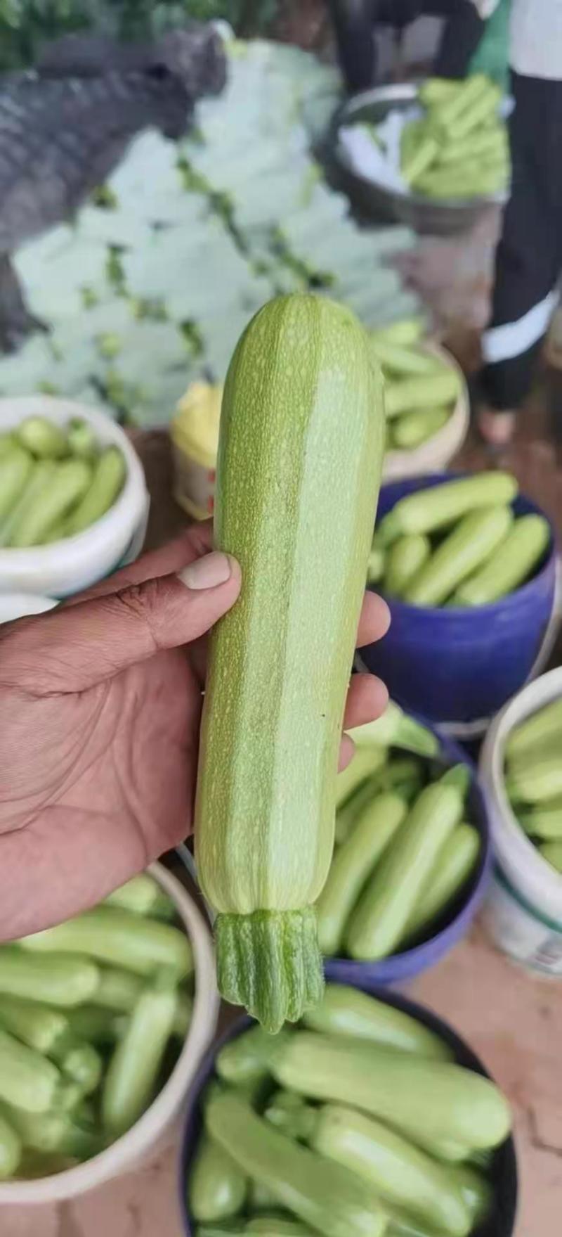 云南高原西葫芦，颜色翠绿，品质好