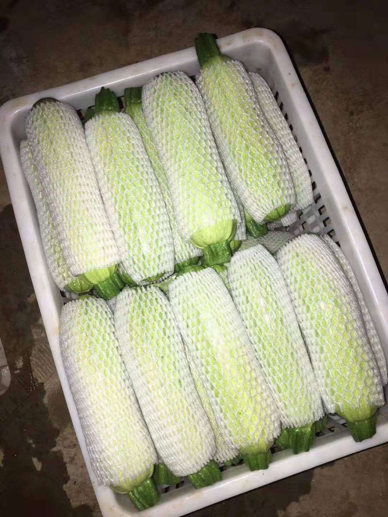 云南高原西葫芦，颜色翠绿，品质好