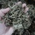 车前草新货颜色好纯干货供应各种中药材
