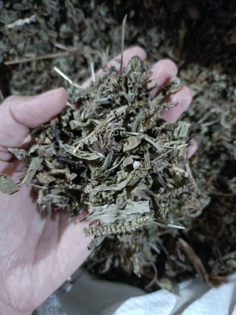 车前草新货颜色好纯干货供应各种中药材