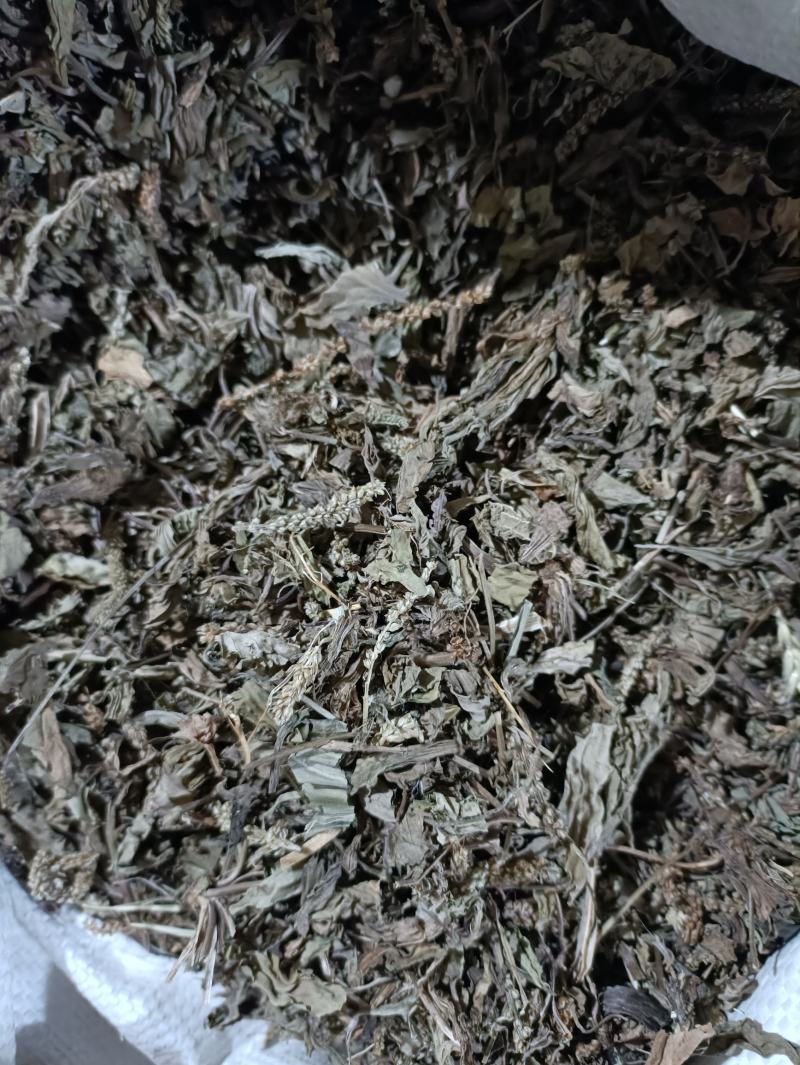 车前草新货颜色好纯干货供应各种中药材