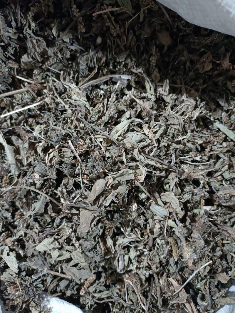车前草新货颜色好纯干货供应各种中药材