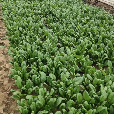 优质菠菜大量供应，货源充足，保质保量，需要的联系我