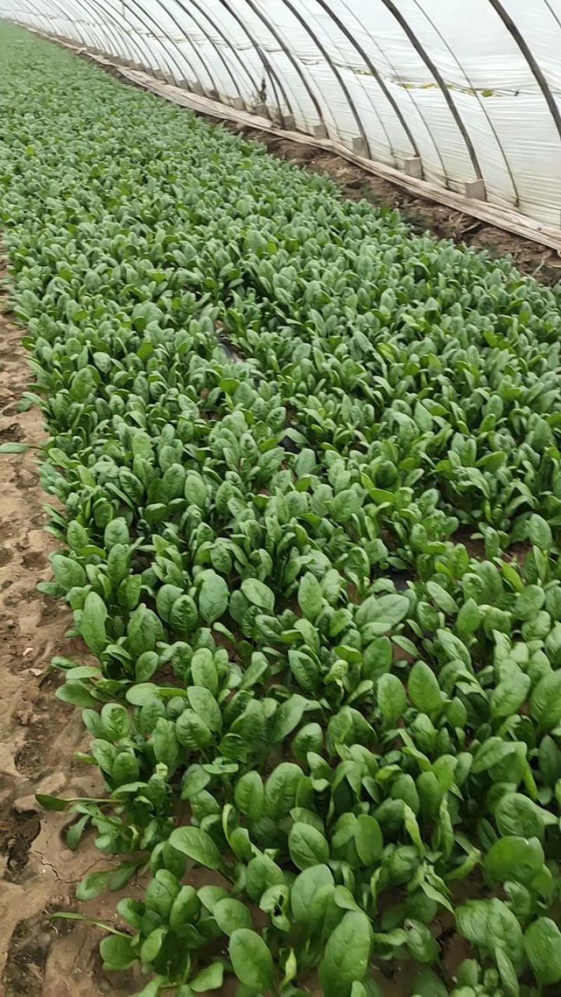 优质菠菜大量供应，货源充足，保质保量，需要的联系我