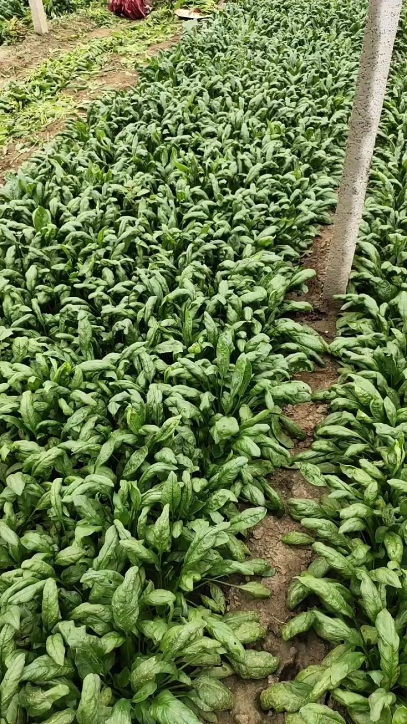 优质菠菜大量供应，货源充足，保质保量，需要的联系我