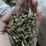穿心莲穿心草颜色好新货过筛供应各种中药材