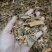 【秦皮】好统货新货颜色好货干供应各种中药材