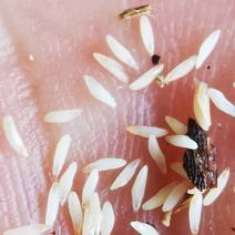 金蝉种子，金蝉幼苗金蝉枝条，活体蝉蚁，金蝉养殖