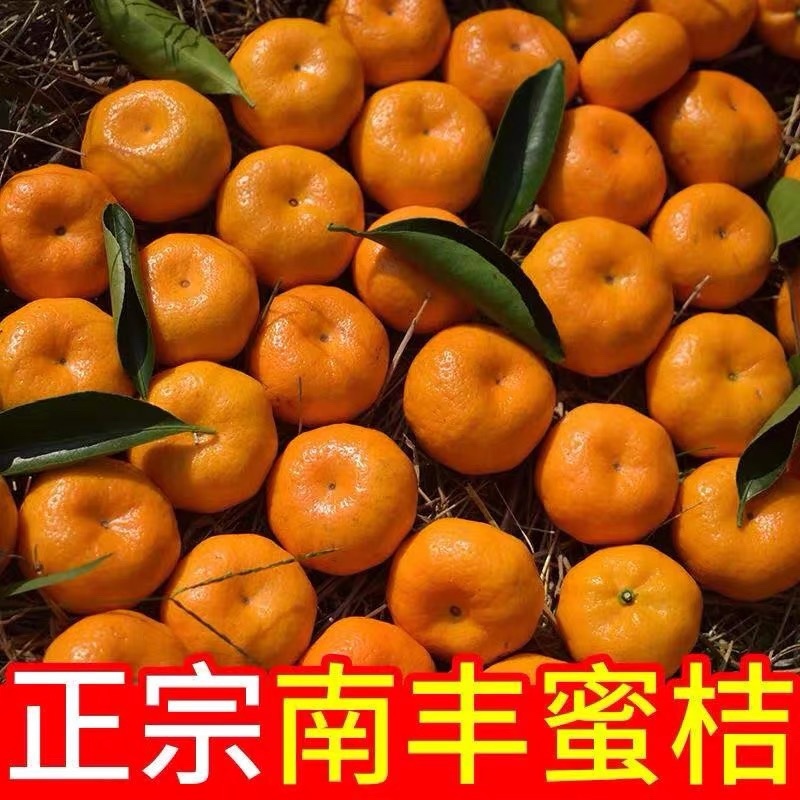 湖南南丰蜜橘大量上市中，果园基地现货直供，颜色口感好