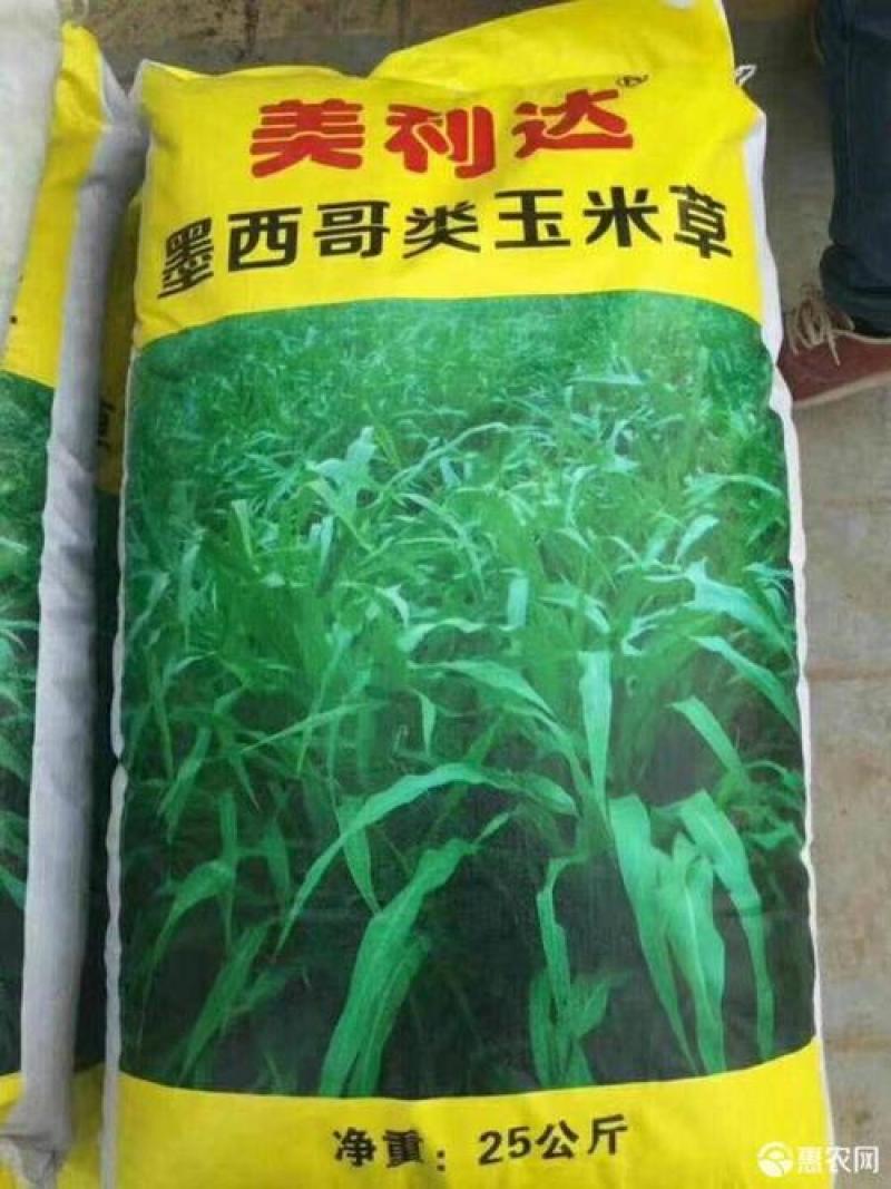 进口墨西哥玉米草种子A级，纯度百分之九十九以上，新种子