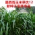 进口墨西哥玉米草种子A级，纯度百分之九十九以上，新种子