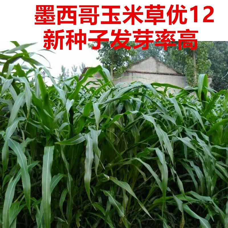 进口墨西哥玉米草种子A级，纯度百分之九十九以上，新种子