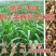 进口墨西哥玉米草种子A级，纯度百分之九十九以上，新种子