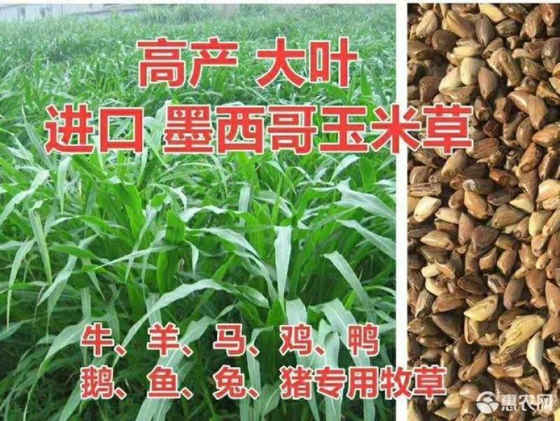进口墨西哥玉米草种子A级，纯度百分之九十九以上，新种子