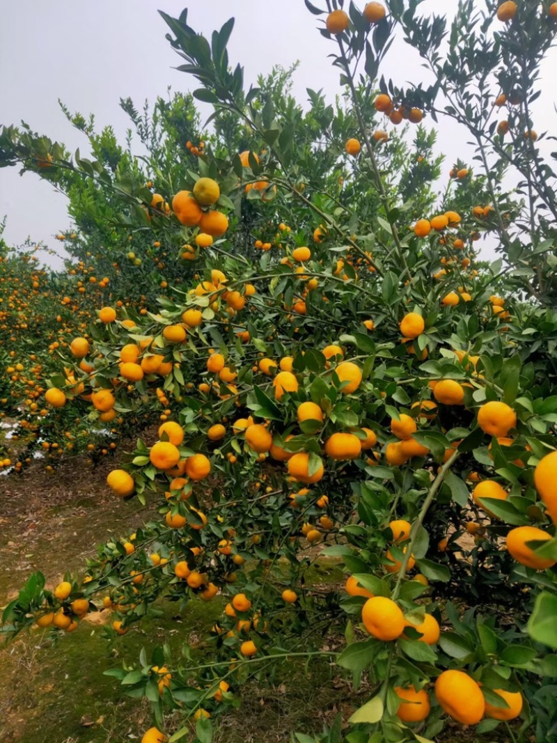 湖南南丰蜜橘大量上市中，果园基地现货直供，颜色口感好