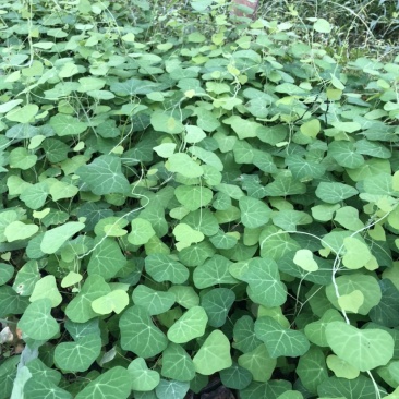 【粉防己苗】江西粉防己苗，土木香苗，育苗技术指导，欢迎选购
