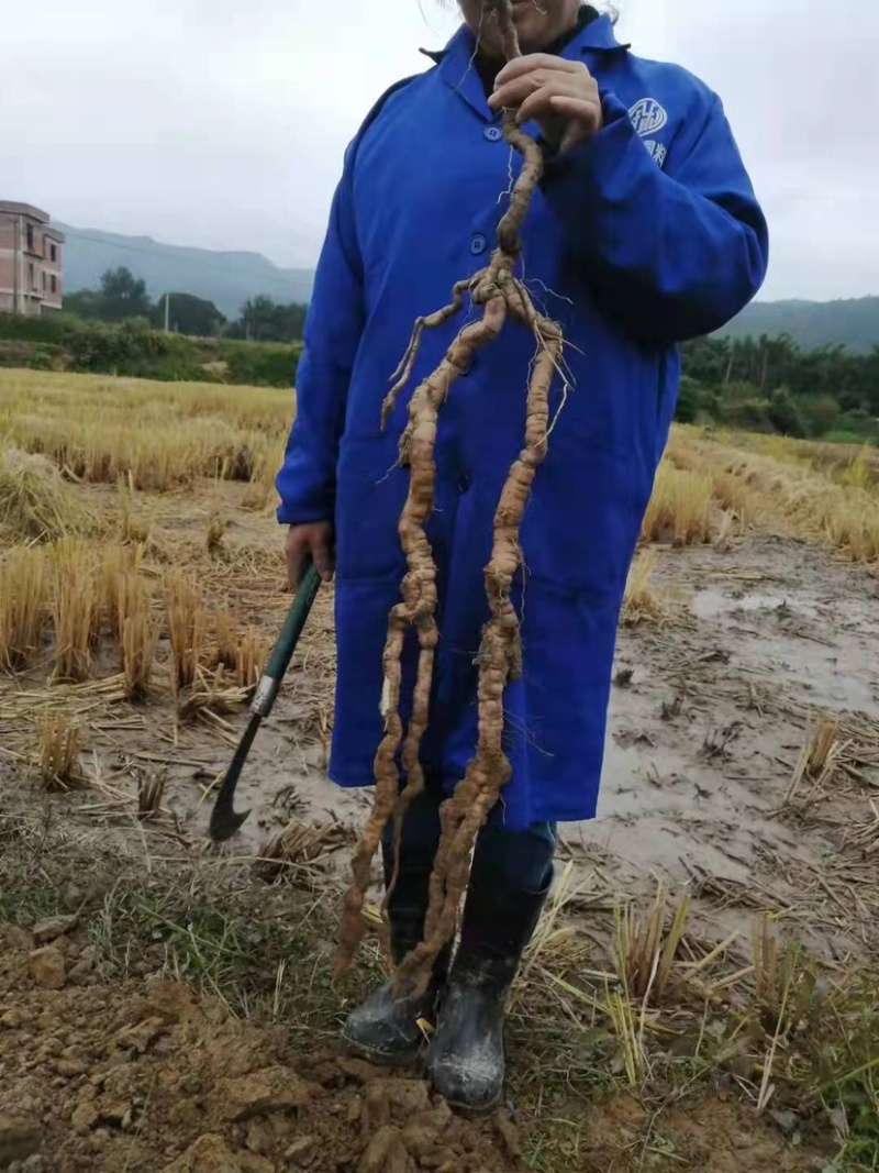 【粉防己苗】江西粉防己苗，土木香苗，育苗技术指导，欢迎选购