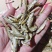 麦穗