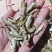 麦穗
