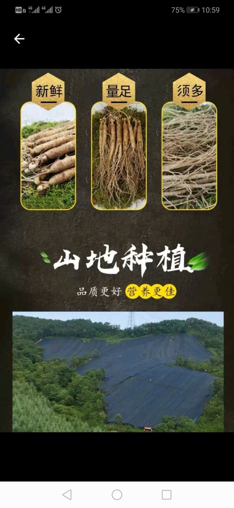 【10条免邮】新鲜人参带土鲜参吉林长白山人参煲汤泡酒