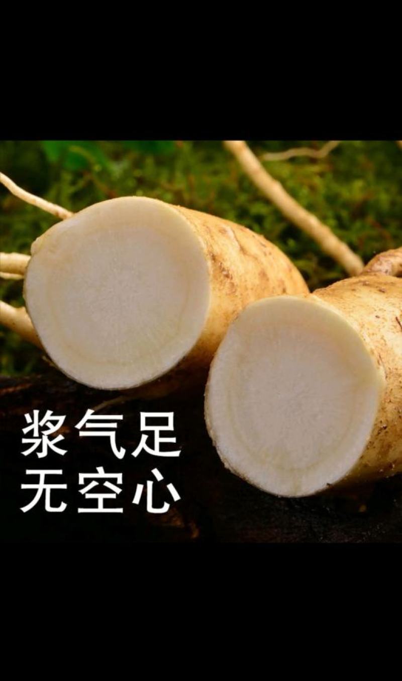 【10条免邮】新鲜人参带土鲜参吉林长白山人参煲汤泡酒