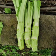 基地棒菜