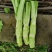 基地棒菜