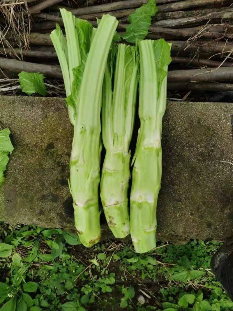 基地棒菜