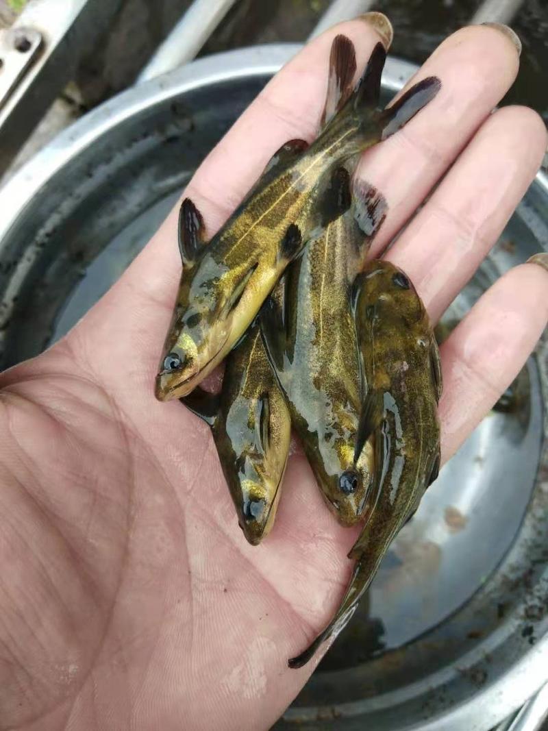 黄颡鱼苗优良品种生长速度快，不择水质，不择气候，抗病力强
