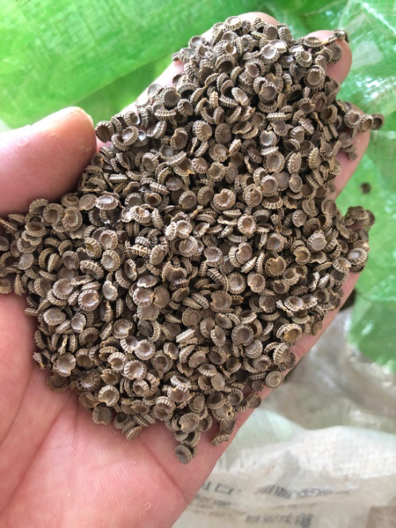 江西粉防己种子中药材防己种子，技术指导土木香干净种子去皮