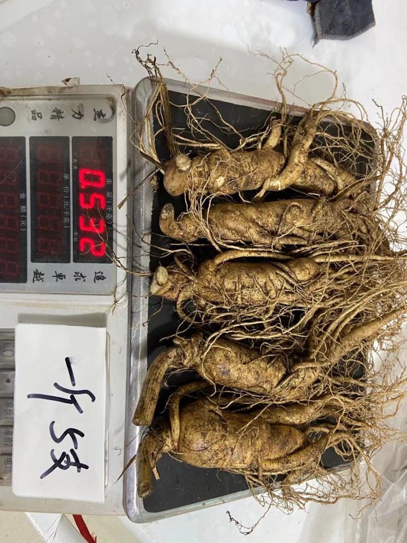【10条免邮】新鲜人参带土鲜参吉林长白山人参煲汤泡酒