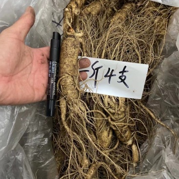 【10条免邮】新鲜人参带土鲜参吉林长白山人参煲汤泡酒