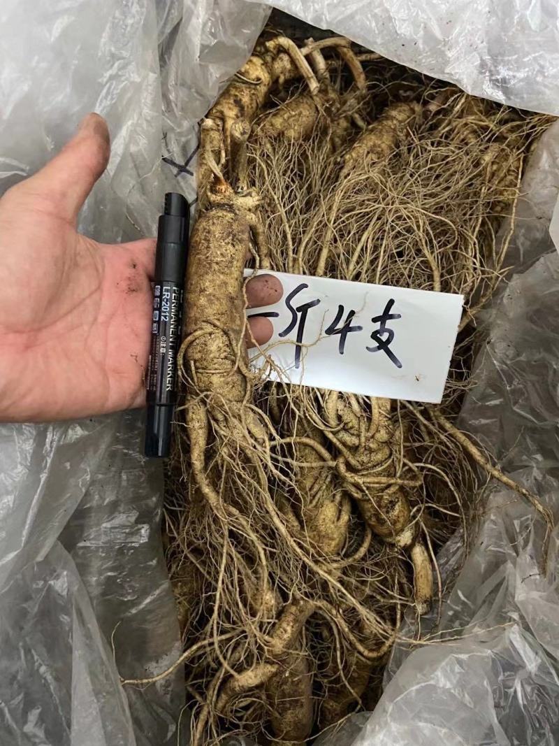 【10条免邮】新鲜人参带土鲜参吉林长白山人参煲汤泡酒