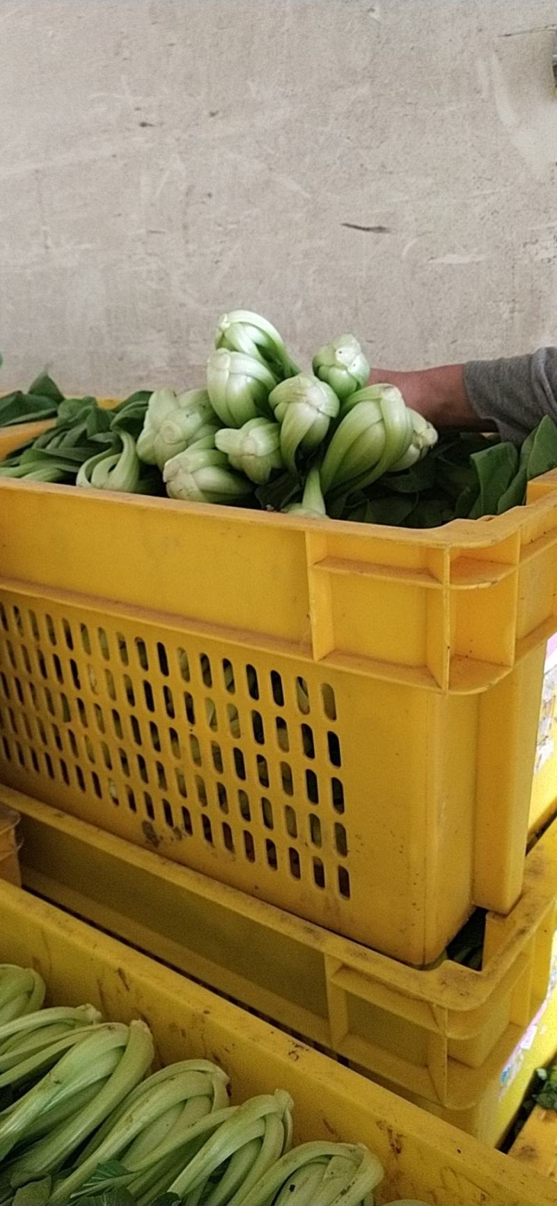 青菜