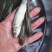 长江草鱼苗及各种鱼苗欢迎订购，量大从优，基地直供，保证质