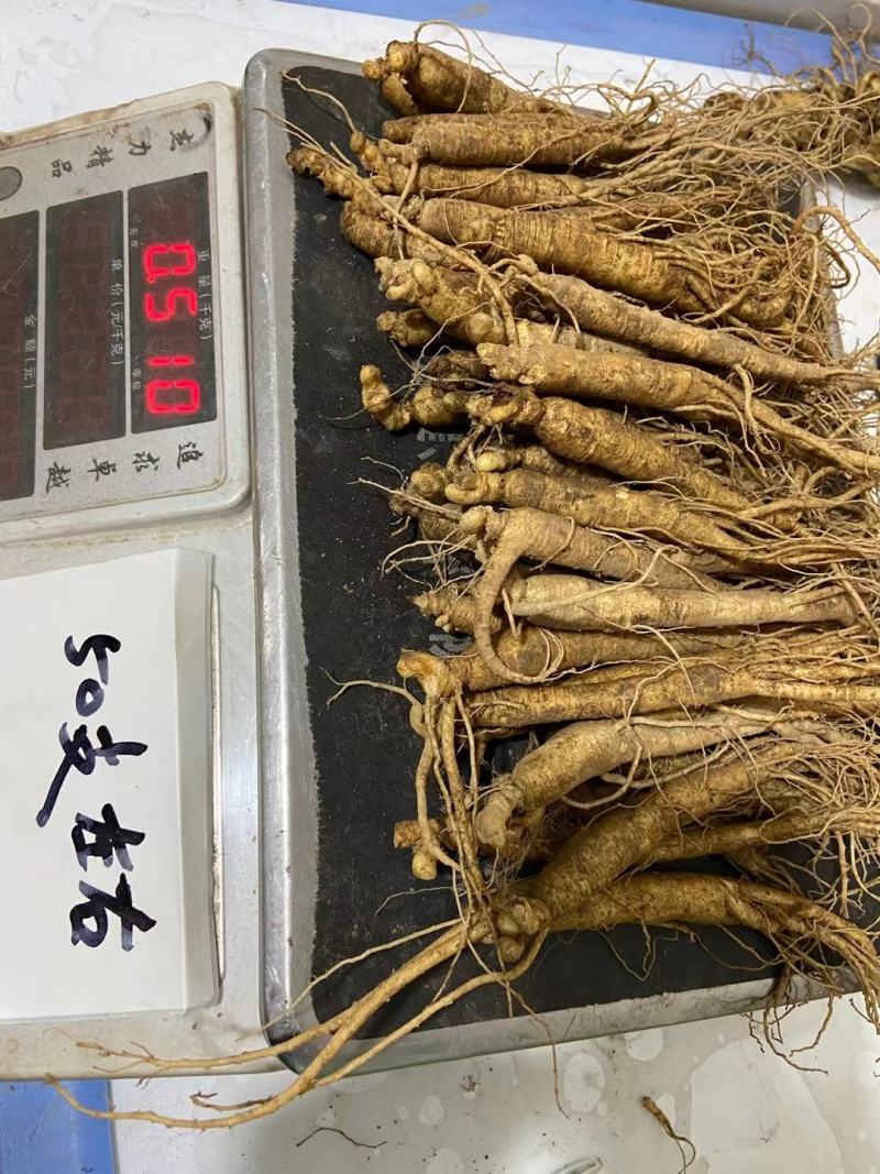 【10斤免邮】新鲜人参带土鲜参吉林长白山人参煲汤泡酒