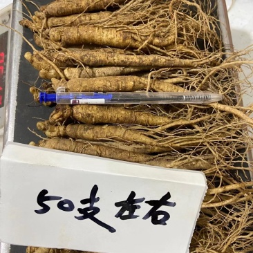 【10斤免邮】新鲜人参带土鲜参吉林长白山人参煲汤泡酒