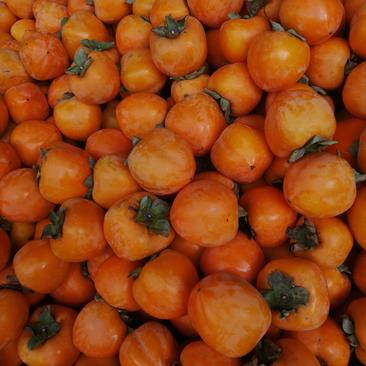 陕西咸阳淳化火柿子有需要的老板前来订购可供加工厂