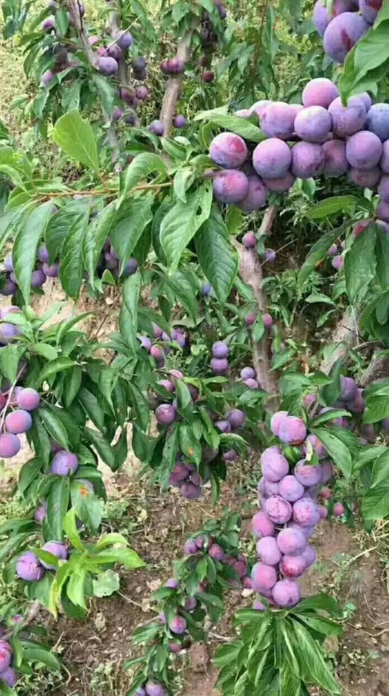 自家苗圃种植李子苗五月脆脆红李青脆李多种规格