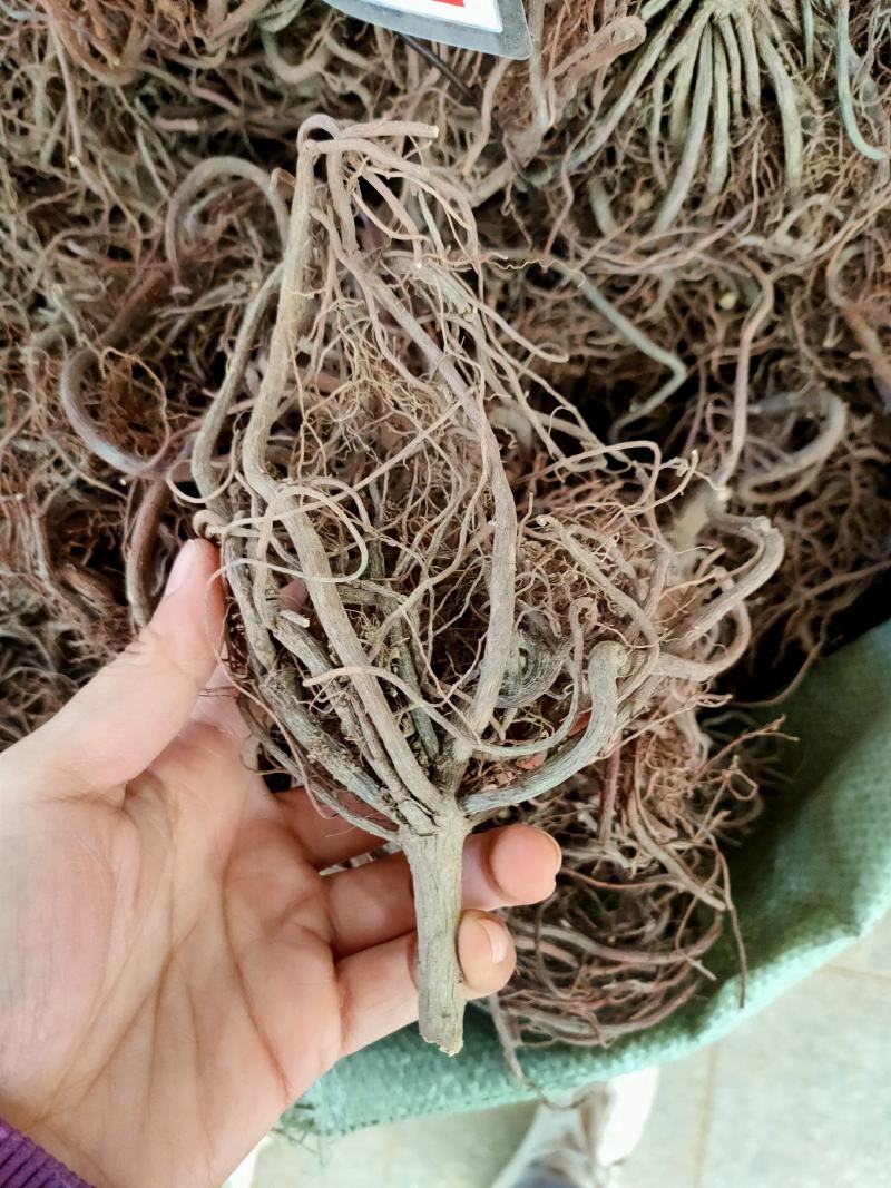 野生中药材朱砂根，小罗伞，铁凉茶，一把伞全根干净货