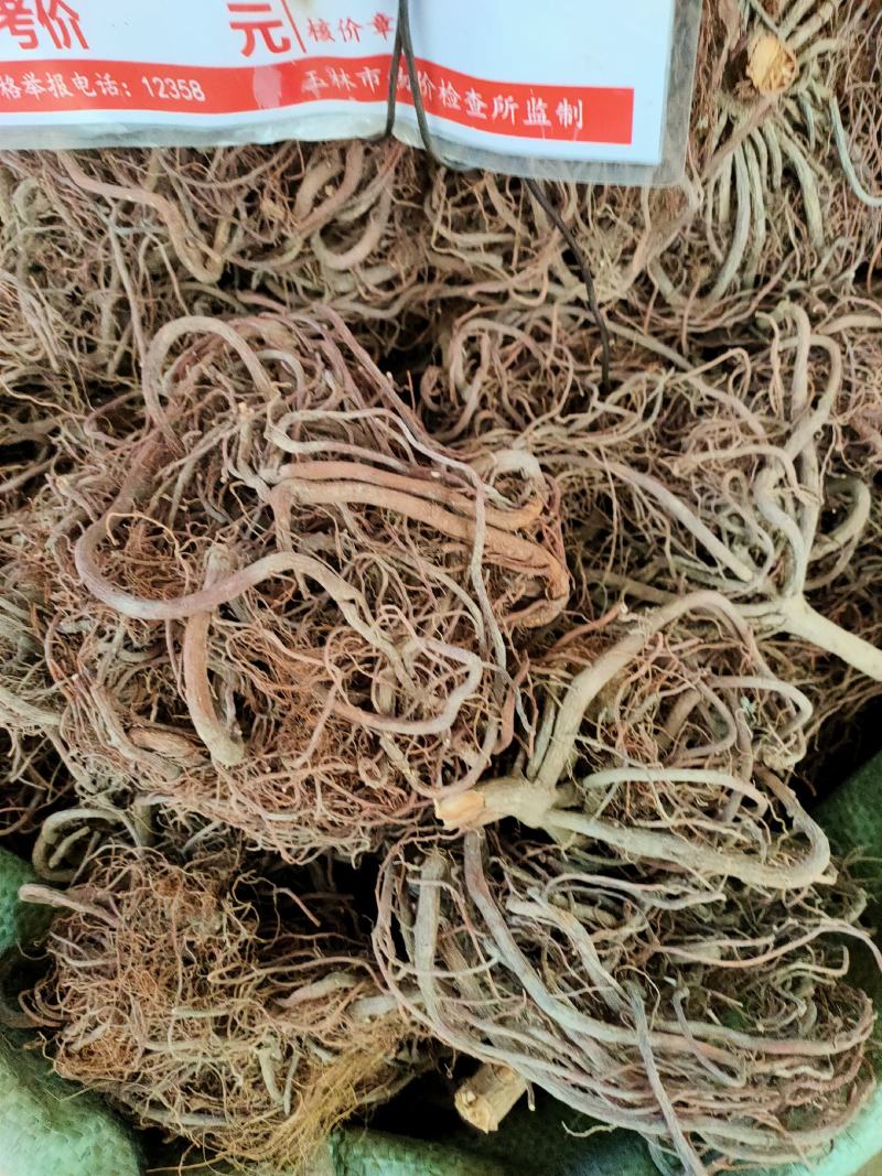 野生中药材朱砂根，小罗伞，铁凉茶，一把伞全根干净货